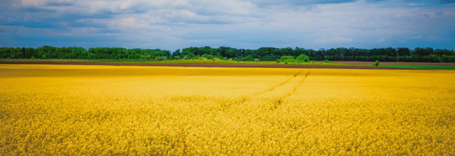 Головна сторінка